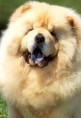 /album/ra%c3%a7as%20de%20cachorros%20%2c%20%28%3a/chow-chow-jpg/